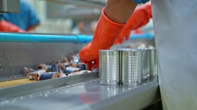Workers packing sardines into cans, part of the process and production line in a canned fish factory
