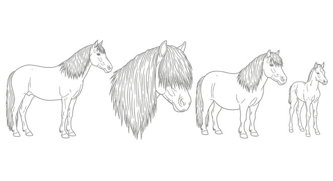 Set of hand-drawn Icelandic horse illustrations in various poses, showcasing their unique features and lineage from adult to foal