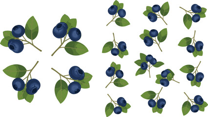 Blueberry branch vector set with leaves. Fresh wild berry collection in different arrangements isolated on white background. Natural organic food illustration for packaging and design. © HELEN QUEEN