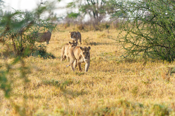 Naklejka premium Female lions or panthera leo walking between tree in Serengeti bush