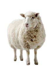 Fototapeta premium Fluffy sheep isolated clean studio portrait
