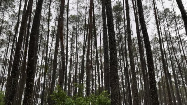 Pine wood trees forest footage video on the rain