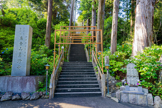 千葉県　真野寺の紫陽花　