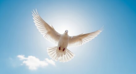 Obraz premium A majestic white dove soaring gracefully through a bright blue sky, symbolizing peace and freedom under the sun's radiant glow