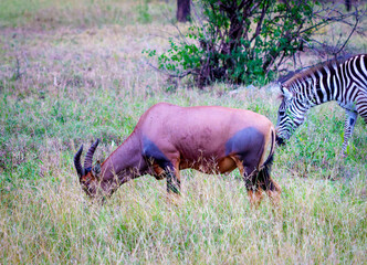 Obraz premium Topi or Damaliscus lunatus jimela and a zebra half in frame grazing last in day