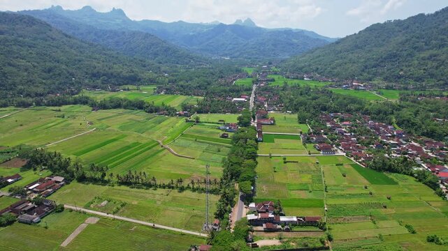 Aerial drone footage of Pacitan city eastern green rice field valley, with forests and mountains behind, in Pacitan regency, Java island, Indonesia