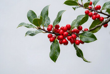 Obraz premium Holly branch with red berries and green leaves covered in rain drops