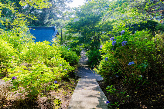 千葉県　真野寺の紫陽花　