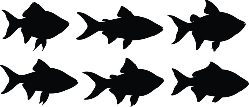 Rainbowfish silhouette vector set. Tropical aquarium fish collection with simple shapes and multiple poses. Freshwater fish silhouettes isolated for icon, pet, and graphic design use.