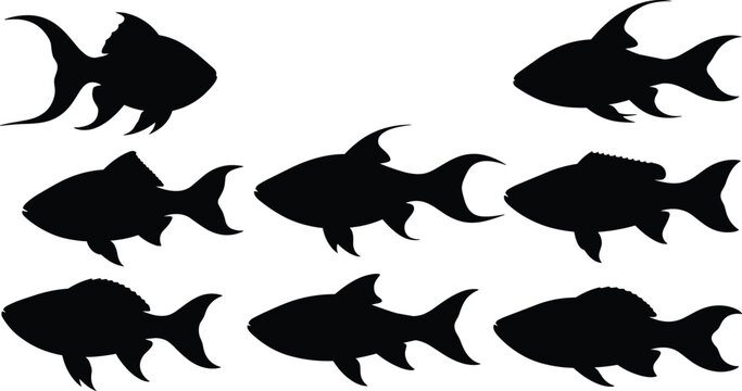 Rainbowfish silhouette set. Tropical aquarium fish vector collection with unique fin shapes and multiple poses. Freshwater fish silhouettes isolated for nature, pet, and design use.