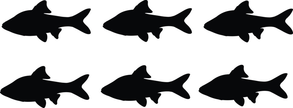 Harlequin Rasbora silhouette set. Tropical aquarium fish vector collection with detailed fins and textures. Freshwater fish silhouettes isolated for nature, pet, and design use.