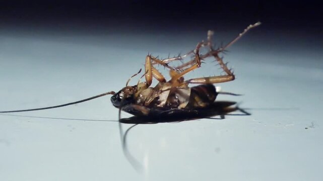 A close up video of a cockroach lying upside down, slowly moving in a weakened state, capturing a raw and intense moment with a dramatic and realistic visual tone.