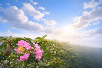 Obraz premium Pink crepe myrtle flowers with blue sky and soft clouds over natural landscape background