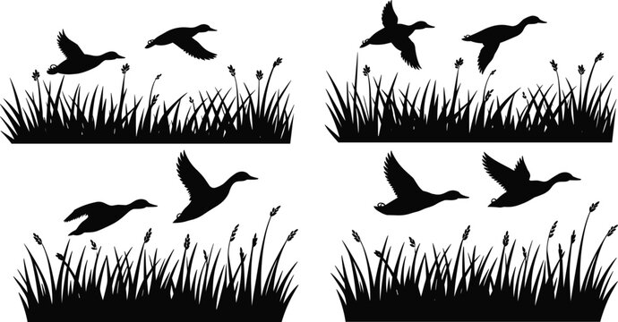Black silhouette of ducks flying over tall grass and reeds in a wetland marsh setting isolated on a white background for nature and hunting design.