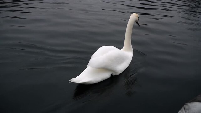 White swan floating on dark rippling water stock video footage. The bird displays bright white plumage and a curved neck. Static camera angle captures nature.
