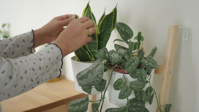 Woman hands gently touching green snake plant leaves in white pot on wooden wall shelf clip.