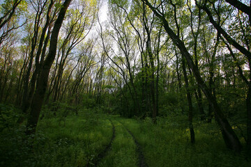 Obraz premium Beautiful green, lush vegetation in the forest in spring, in a remote rural location