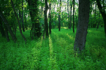 Fototapeta premium Beautiful green, lush vegetation in the forest in spring, in a remote rural location
