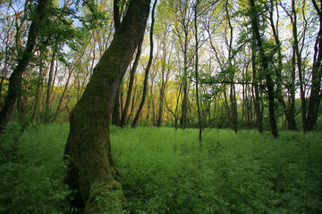 Fototapeta premium Beautiful green, lush vegetation in the forest in spring, in a remote rural location