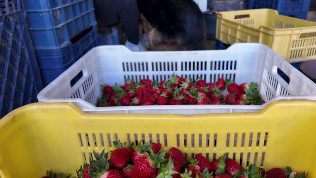 close-up red strawberries in yellow crate tilt up to reveal multiple white and blue industrial crates filled with sorted berries. German Shepherd dog is seen interacting with farmers in background