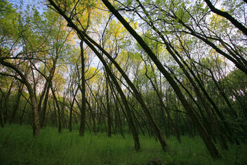 Fototapeta premium Beautiful green, lush vegetation in the forest in spring, in a remote rural location