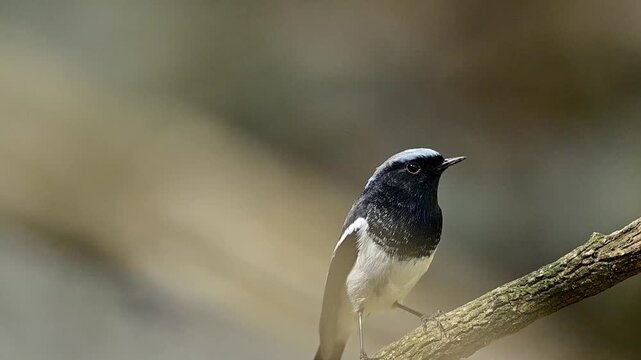 Detailed close-up of the Phoenicurus caeruleocephalus, showcasing the fine textures of its feathers in the soft, diffused light of the mountain understory.
