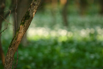 Fototapeta premium Beautiful green, lush vegetation in the forest in spring, in a remote rural location