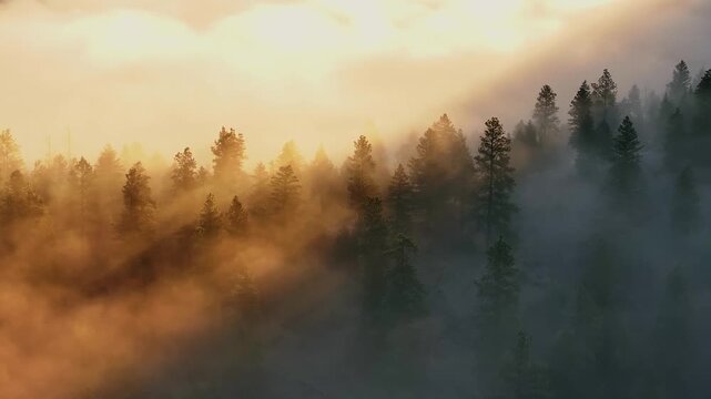 Golden sunrise light illuminating pine forest through drifting fog, good bad dark light contrast to golden suspended mist