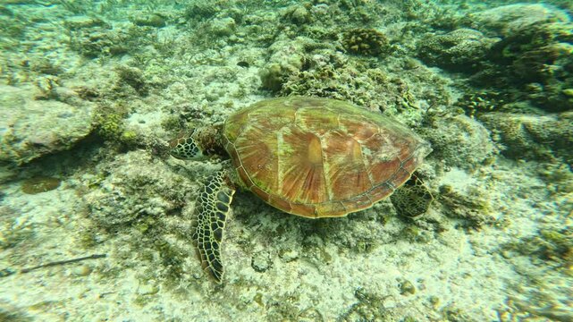 Turtle glides over coral searching for food as dark fish move around in sunlight
