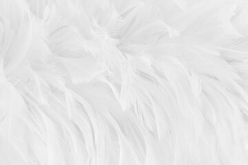 Obraz premium Beautiful white grey bird feathers pattern texture background.