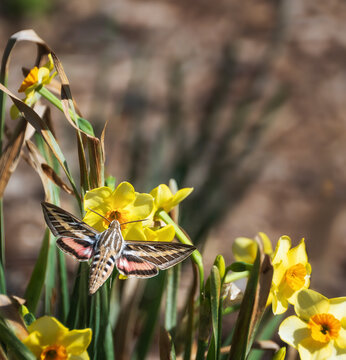 Hummingbird moth aka Sphinx hawk moth feeding on early spring daffodils in the garden