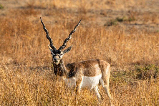 Black Bucks At Black Buck Sanctuary, Velavadar Gujarat
