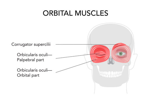 Face orbital region muscle chart, corrugator supercilii, orbicularis oculi palpebral orbital sections, anatomical diagram, medical reference, eye muscles, educational schematic illustration