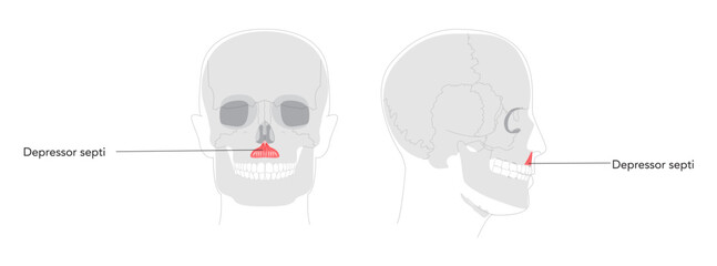 Depressor septi - Nasal muscle lowering nasal septum and opening nostrils, shown in precise labeled diagram important for understanding nasal physiology and clinical reference. © Vectoressa