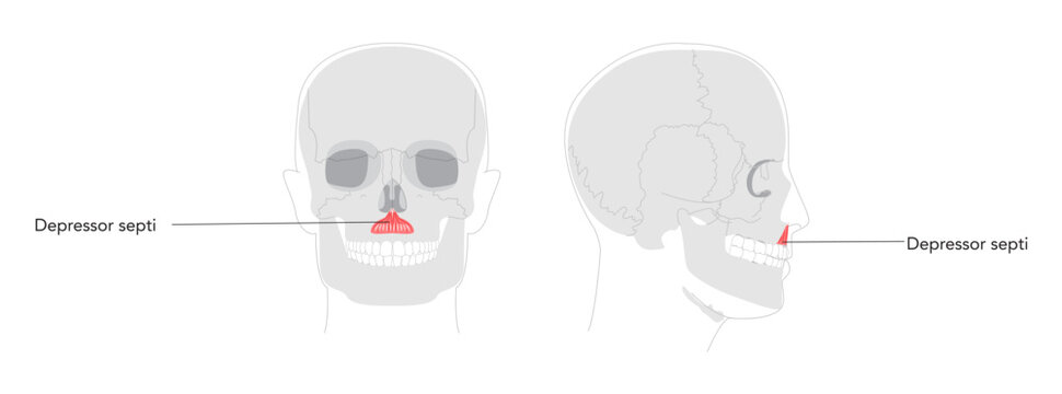 Depressor septi - Nasal muscle lowering nasal septum and opening nostrils, shown in precise labeled diagram important for understanding nasal physiology and clinical reference.