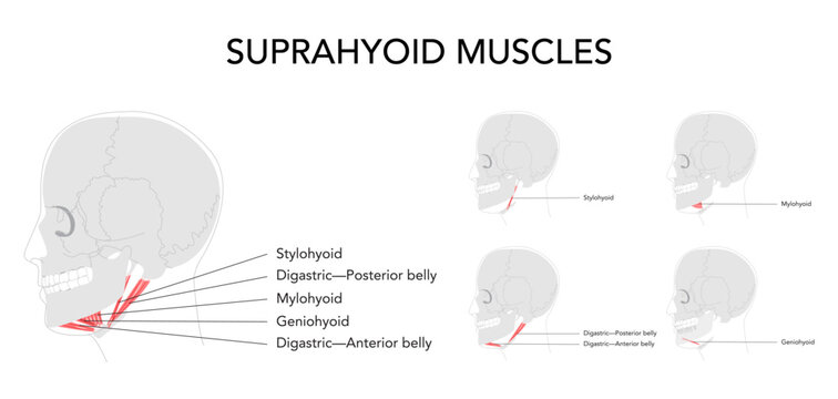 Suprahyoid muscles anatomy diagram, labeled stylohyoid, digastric anterior belly, digastric posterior belly, mylohyoid, geniohyoid, mandible hyoid bone, swallowing, medical reference, head side view