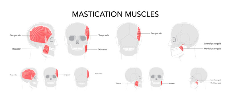Set of Chewing muscles labeled diagram, masseter, temporalis, medial and lateral pterygoid, jaw movement, mandibular function, human head anatomy, facial expression, dentistry, clinical, scientific.
