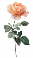 Obraz premium Delicate Peach Rose Flower Stem With Green Leaves Isolated On White Background Botanical Art