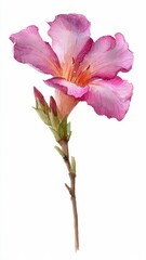 Fototapeta premium Delicate Pink Azalea Flower Blossom with Green Leaves and Buds on White Background Studio Shot
