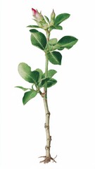 Obraz premium Young Azalea Plant With Red Flower Bud And Green Leaves On White Background