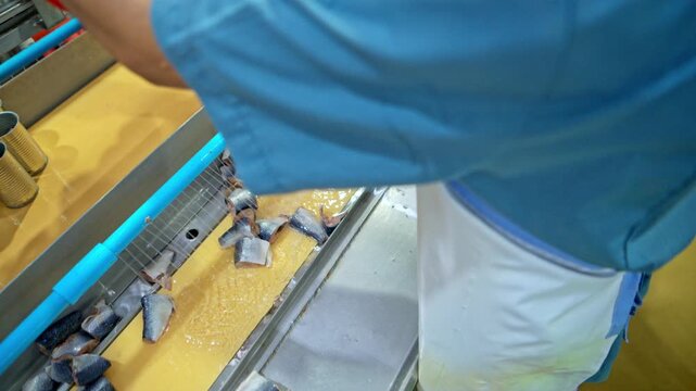 Workers packing sardines into cans, part of the process and production line in a canned fish factory