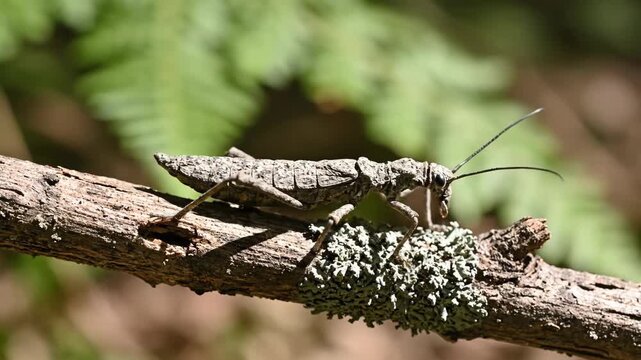 Macro wildlife view of patient grasshopper insect showcasing perfect camouflage in wild nature while resting on forest branch
