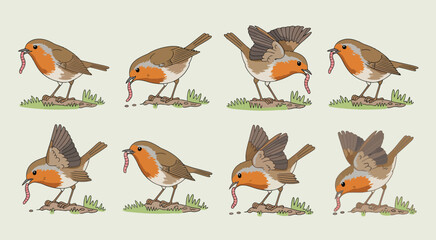 Robin bird eating worm sequence, vector illustration showing a robin in multiple poses catching and eating a worm in natural surroundings, perfect for wildlife, nature, and educational design projects © MSTRINA