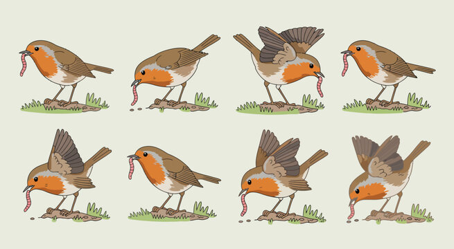 Robin bird eating worm sequence, vector illustration showing a robin in multiple poses catching and eating a worm in natural surroundings, perfect for wildlife, nature, and educational design projects