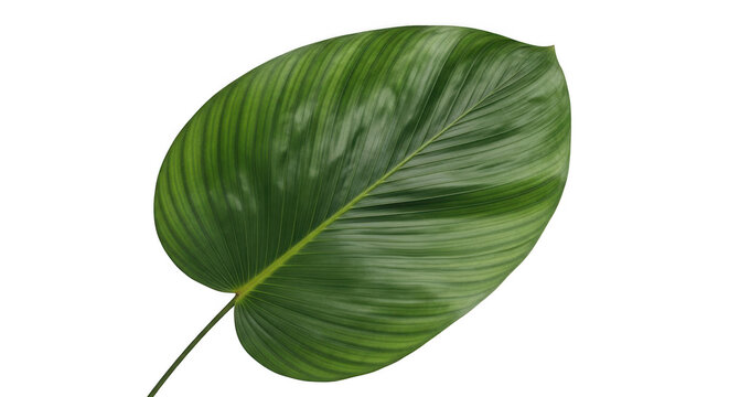 A single large green leaf with prominent parallel veins and variegated patterns plant isolated on transparent background