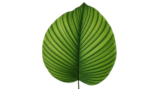 Green leaf with prominent parallel veins and striped pattern isolated on transparent background, nature