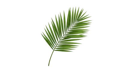 Fototapeta premium Green palm leaf with white outline isolated on transparent background, tropical nature
