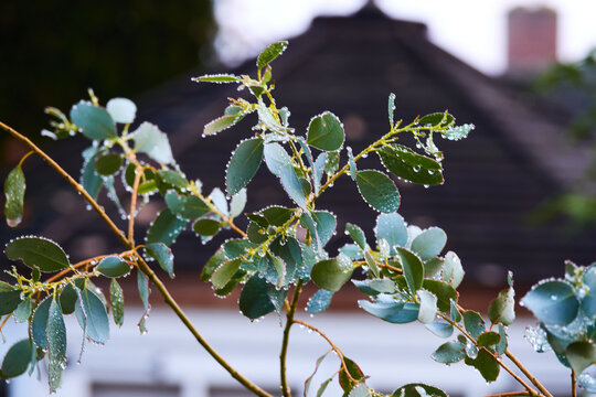 Holly leaves with berries in autumn sunlight
