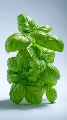 Fototapeta premium Fresh basil plant with vibrant green leaves against soft backdrop