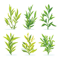Naklejka premium set of fresh herbs